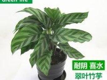 天津绿色商业景观 绿植租赁与花卉租摆的综合指南