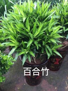 太原花卉绿植租赁 为写字楼与室内空间注入自然活力