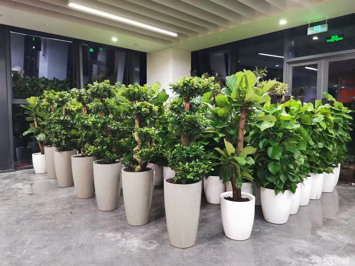 成都绿植租摆 打造生态办公新潮流，花卉租赁与盆栽销售一站式服务