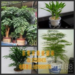 东莞花卉租赁指南 商务与家居的绿色升级方案
