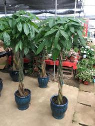 徐州花卉绿植租赁 为空间注入自然生机