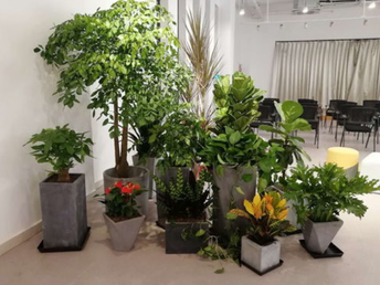 北京海淀会议桌花租摆 绿植养护 写字楼花卉绿植出租租赁