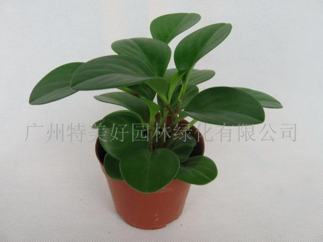 广州植物租摆,广州花草租摆,广州绿化公司, 绿植花卉 租赁
