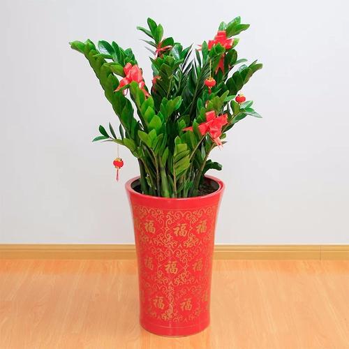 仙霞路绿植养护仙霞路养护花卉租赁绿植植物租赁